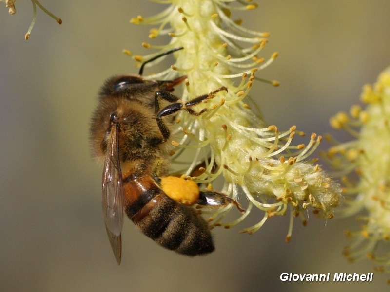 Apis mellifera cfr. ligustica